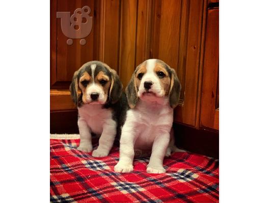 Εδώ παρουσιάζουμε τα υπέροχα κουτάβια Beagle που είναι...